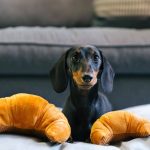 doudou pour chien