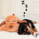 doudou pour chien